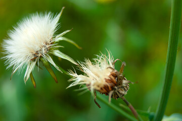 Крупный план – два растрепанных белых цветка с зелеными стеблями, похожими на одуванчики.