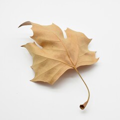 Fototapeta premium Hoja del árbol de arce seca en otoño, aislada en blanco