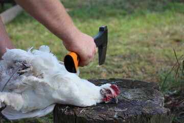 Farm bird before slaughter and axe over her head.
