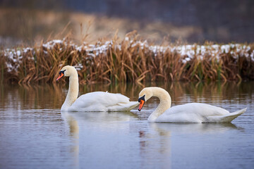 Mute swans swimming in a pond in the winter season (Cygnus olor)