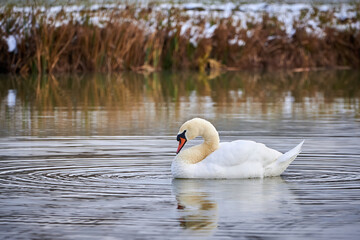 Mute swan swimming in a pond in the winter season (Cygnus olor)