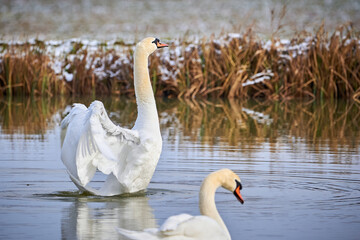 Mute swan flapping wings in  winter season (Cygnus olor)
