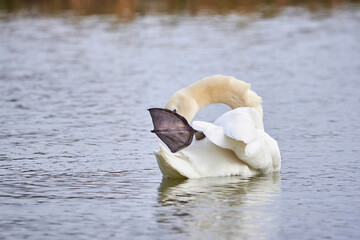 Mute swan preening feathers in  winter season (Cygnus olor)