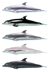 Fototapeta premium Dolphins