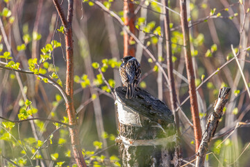 Common reed bunting sits on a stump among the bushes