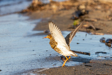 Male Ruff (bird) in breeding plumage stands on the shore of the lake