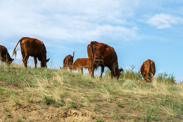Cows graze in the field