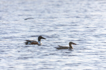 Pair of Northern shoveler - male and female on the lake