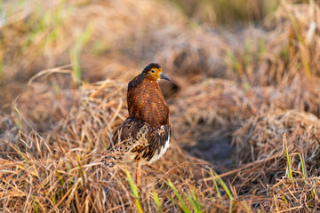 A male ruff (bird) in breeding plumage stands in the grass
