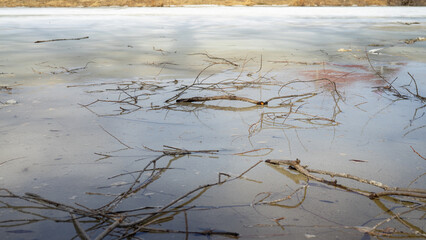 Fallen or broken tree branches on the ice of a frozen lake or river in spring