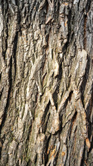 Rough tree bark. Tree trunk close-up. Texture of the natural surface. Vertical image