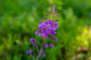 flowers of Fireweed, Chamaenerion angostifolium on a sunny summer day