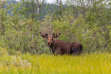 Naklejka na ściany i meble An adult moose stands in the forest and looks at the photographer