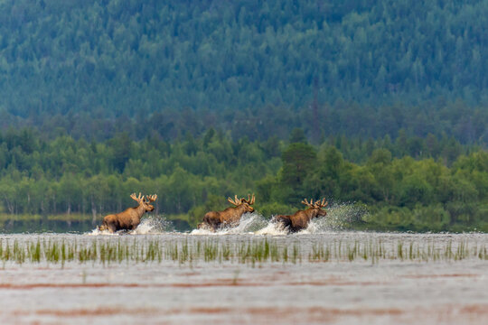 Adult male elks crossing the river