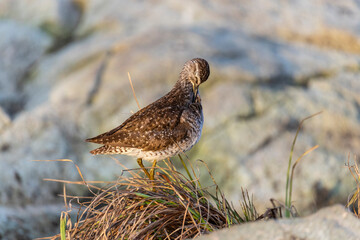 Female ruff (bird)  on a summer day on the lake