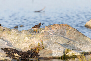 Wood sandpiper stands on a large stone