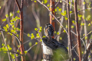 Common reed bunting sits on a stump among the bushes