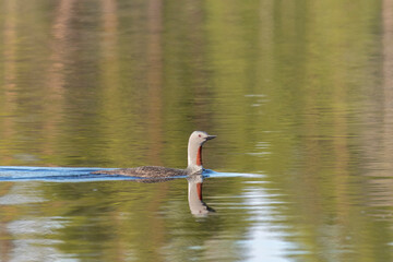 Red-throated loon floats on the lake, Arctic, Russia