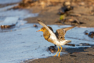 Male Ruff (bird) in breeding plumage stands on the shore of the lake