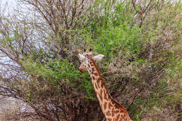 Giraffe eating green leaves from a tree in Tarangire national park, Tanzania