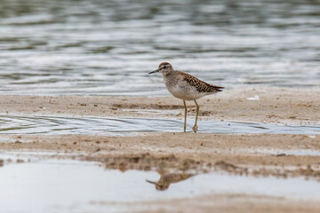 Wood sandpiper on a sandy shore near the water