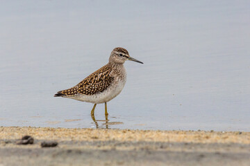 Wood sandpiper on a sandy shore near the water