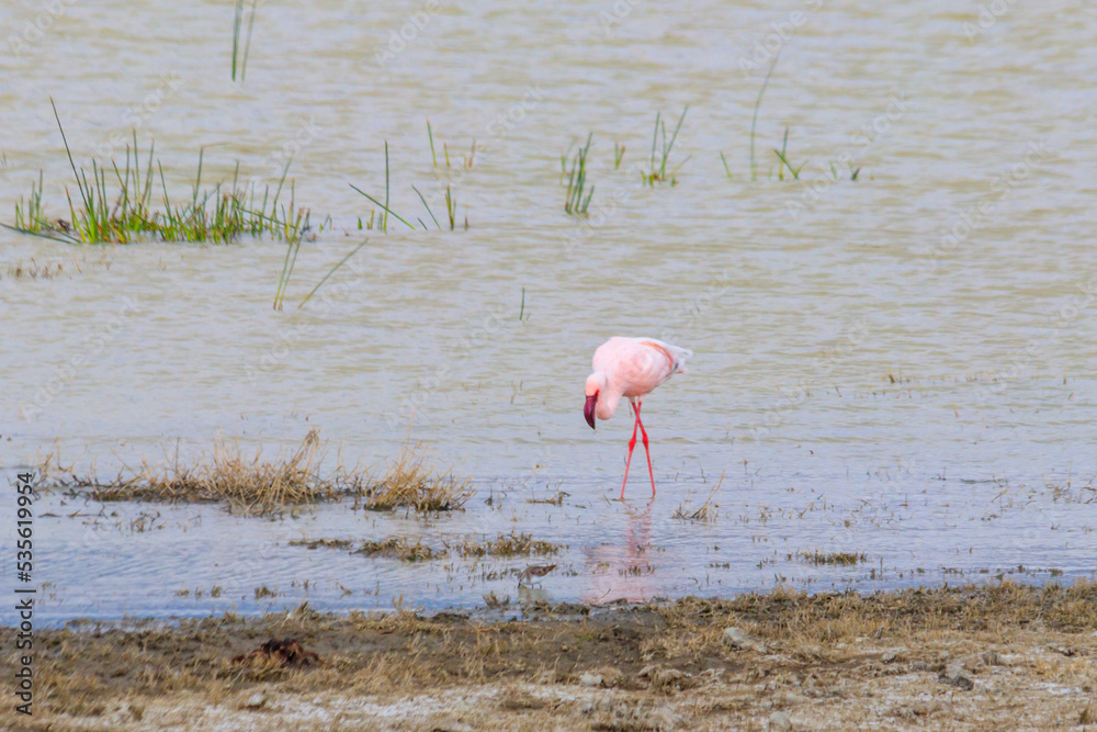 Poster Lesser flamingo (Phoeniconaias minor) in Ngorongoro crater national park in Tanzania. Wildlife of Africa