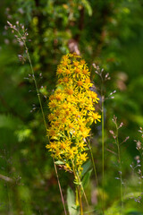 Blooming Solidago on a green background close-up