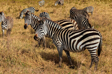 Herd of zebras in savanna in Ngorongoro Crater National park in Tanzania. Wildlife of Africa