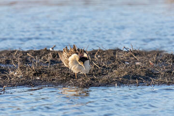 Mating fights Male Ruff (bird) in spring. Arctic. Russia