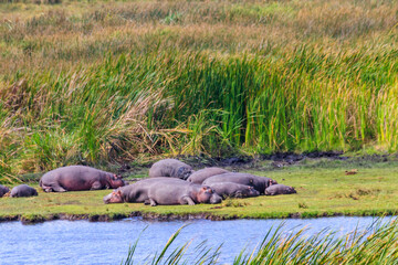Fototapeta premium Group of hippos (Hippopotamus amphibius) laying on a lakeshore in Ngorongoro Crater national park, Tanzania