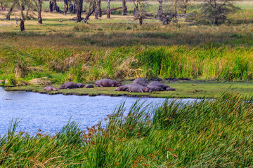 Group of hippos (Hippopotamus amphibius) laying on a lakeshore in Ngorongoro Crater national park, Tanzania