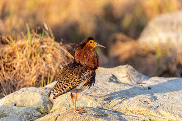 A male ruff (bird) in breeding plumage stands on a large stone. Close-up