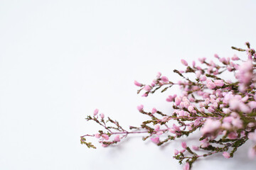 Delicate pink flowers, deadwood on a light background. Minimalistic composition. Background for blog place for text. View from above. Empty space for text. Postcard for congratulations