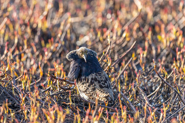 Male Ruff (bird) in breeding plumage stands in the bush. Arctic. Russia