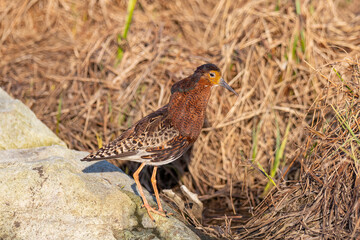 A male ruff (bird) in breeding plumage stands on a large stone