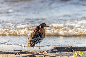 Male Ruff (bird) in breeding plumage stands on the shore of the lake
