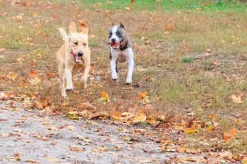 Amstaff and labrador retriever playing in autumn park
