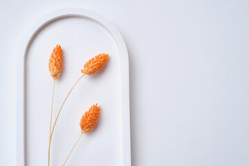 Delicate orange pom pom plants on a light background. Minimalistic composition. Background for blog place for text. View from above. Empty space for text. Rabbit bunny tales grass