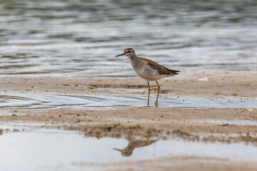 Wood sandpiper on a sandy shore near the water