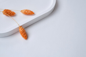 Delicate orange pom pom plants on a light background. Minimalistic composition. Background for blog place for text. View from above. Empty space for text. Rabbit bunny tales grass