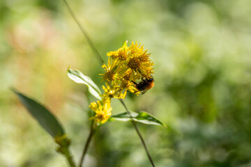 Bumblebee sitting on Solidago flowers