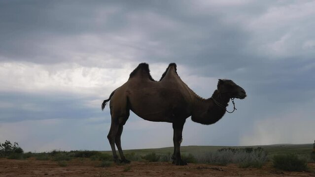 big camel stands in a field in summer and eats grass