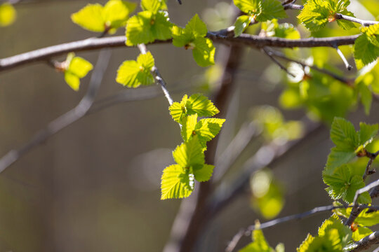 Birch branches with young foliage in spring