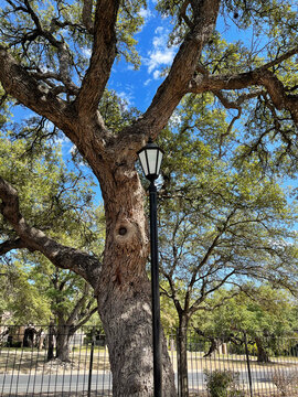 lamp post against tree