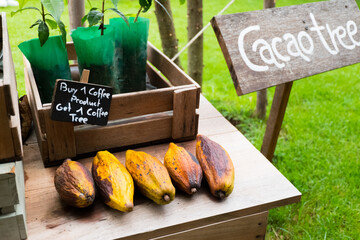 BANGKOK, THAILAND - July 25, 2022 : Cacao chocolate fruit on wooden table at farm.