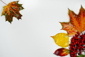 Frame, background with autumn leaves and berries on white, text space. Fallen red, yellow, orange, green, purple leaves of linden maples and bushes, ripe rowan berries on a light monochrome surface.