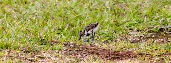 Photograph of a beautiful Southern lapwing puppy.	
