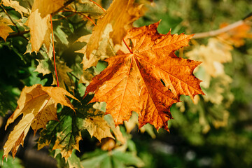 Autumn bright maple leaf in green tree branches, natural backdrop