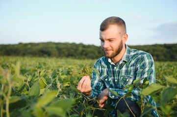 Agronomist inspects soybean crop in agricultural field - Agro concept - farmer in soybean plantation on farm